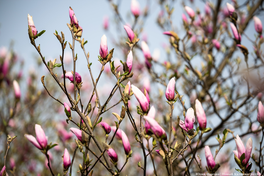 Показываем, как в Ботаническом саду цветут магнолии (фото)