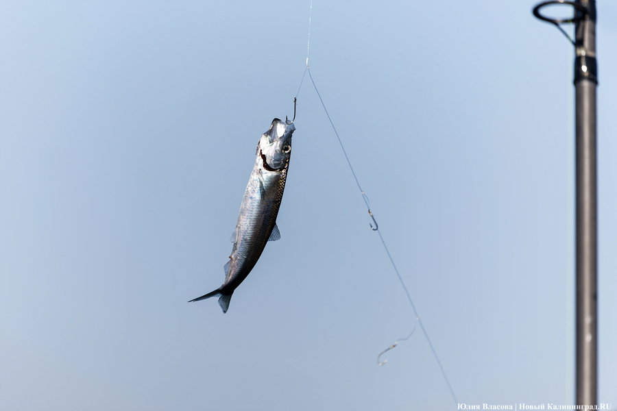 По несколько рыбин за раз: в Балтийске начался массовый лов салаки