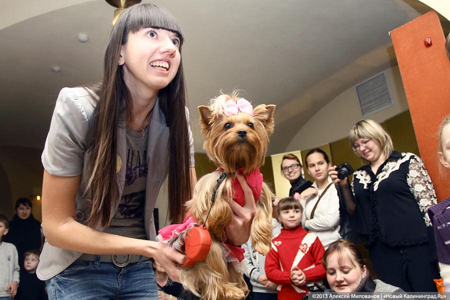 «Ой какая маленькая»: дефиле мини-собачек в музее янтаря