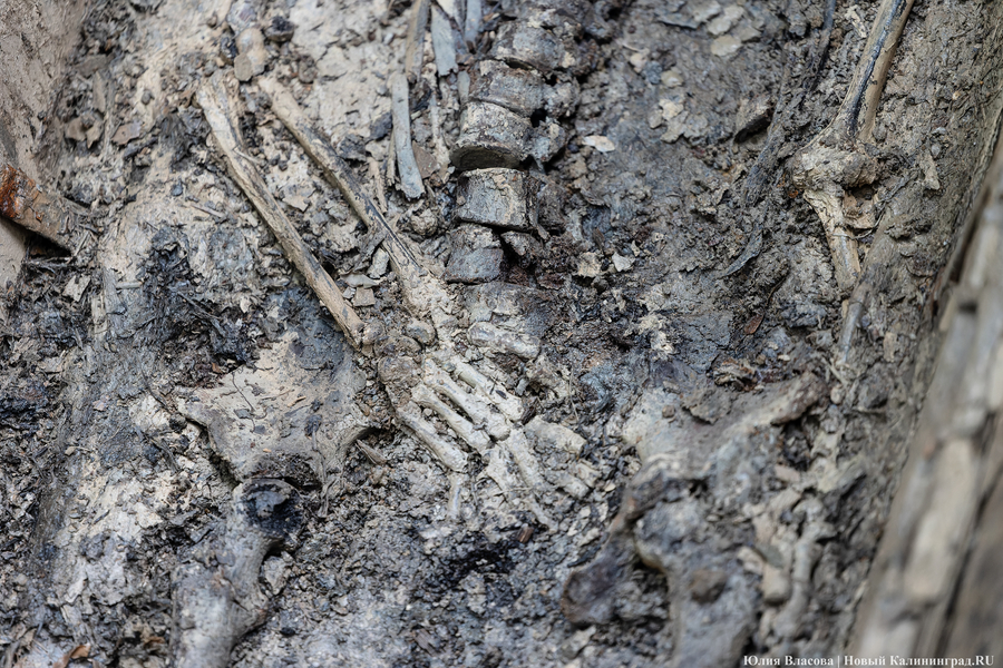 Уголовная безнаказанность: археологи готовят обращение в ФСБ и МВД из-за «черных копателей»