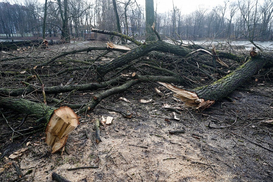 В Калининграде объявили очередной многомиллионный тендер на вырубку деревьев 