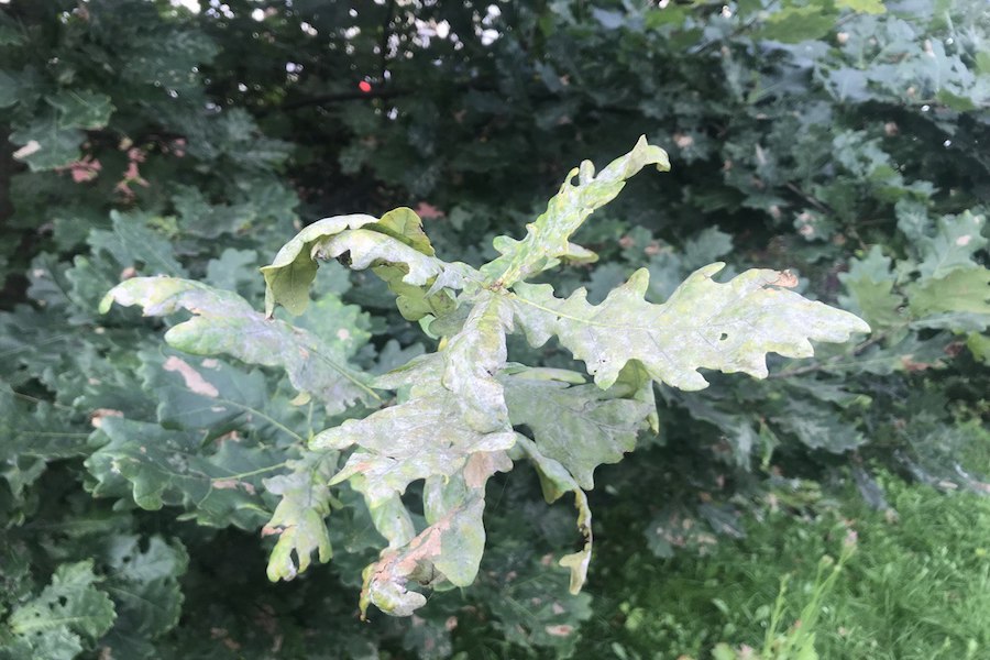 Проблема в высокой влажности: в Калининграде заболели дубы 
