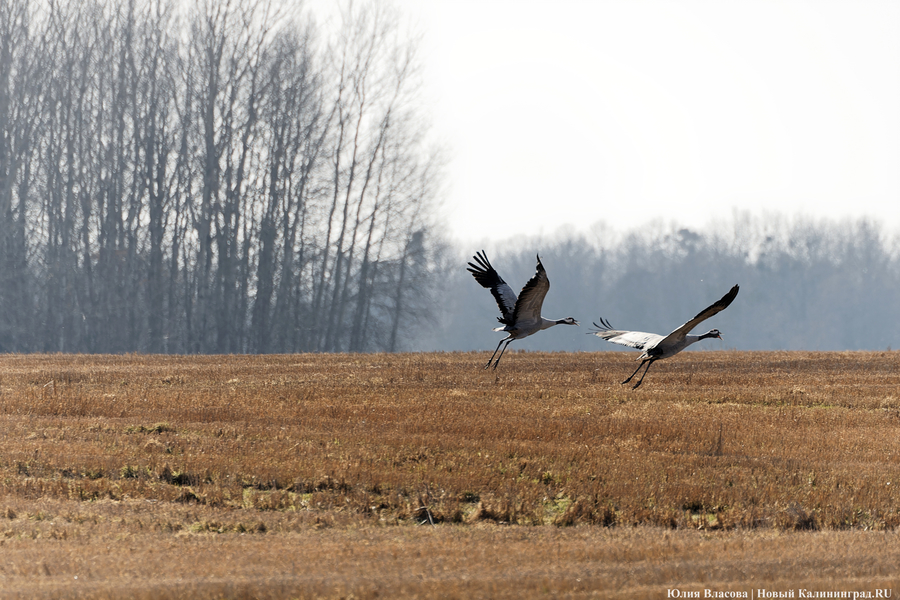 Мартовский «курлык»: в Калининградскую область вернулись журавли (фото)