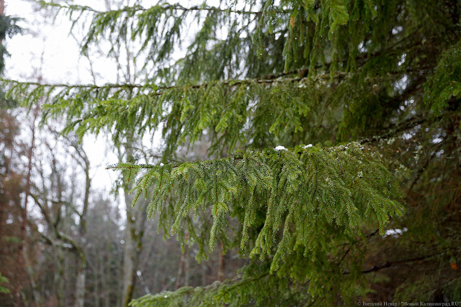 Прокурор области инициировал проверку истории с застройкой «дачи Геринга»