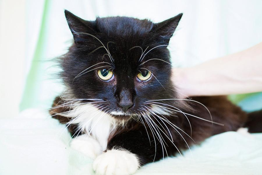 Хозяйка домашнего приюта в Светлогорске: «Мои животные не воют, не лают»