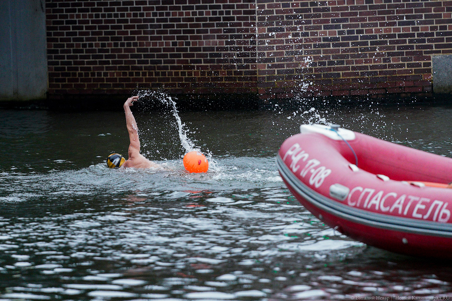 День моржа: как пловцы пытались защитить экосистему Преголи (фото)
