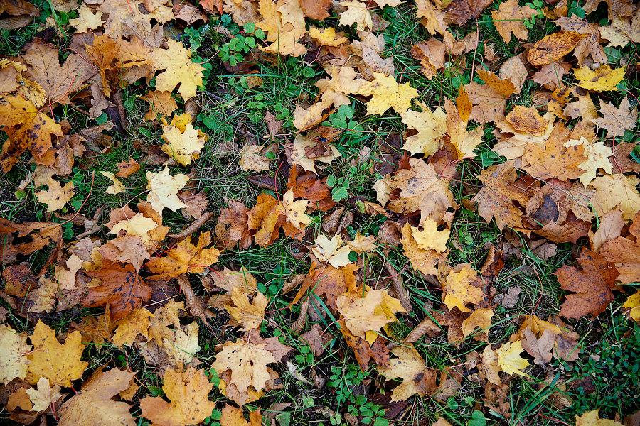Погода в Калининградской области 25 октября