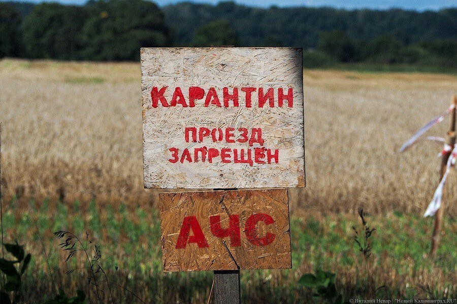 Поголовье свиней в области пока не достигло уровня до вспышки АЧС