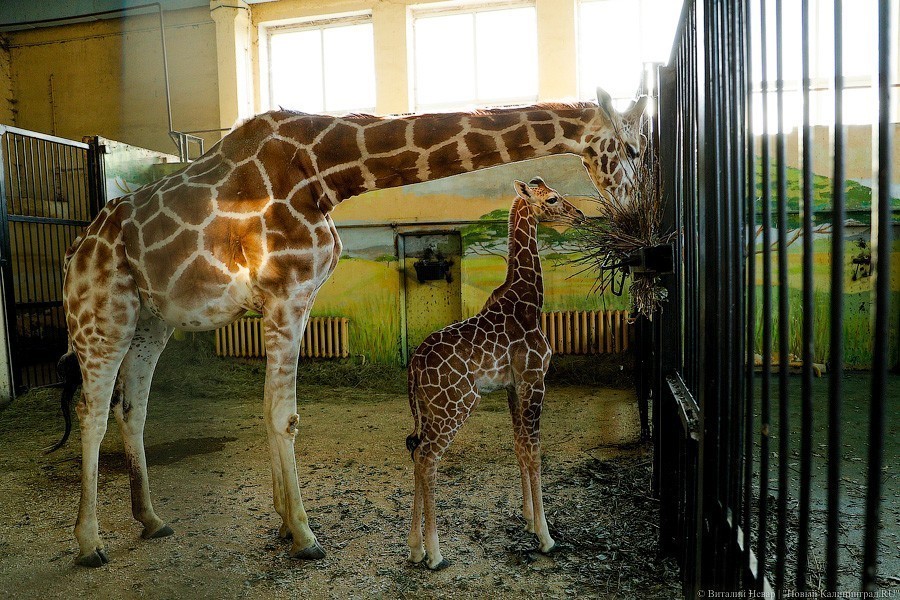 Любит веточки и маму: фоторепортаж из павильона, где живет новорожденный жираф (фото)