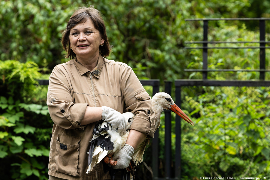 Вольные птицы: в зоопарке Калининграда пернатых выпустили в водоемы (фото)