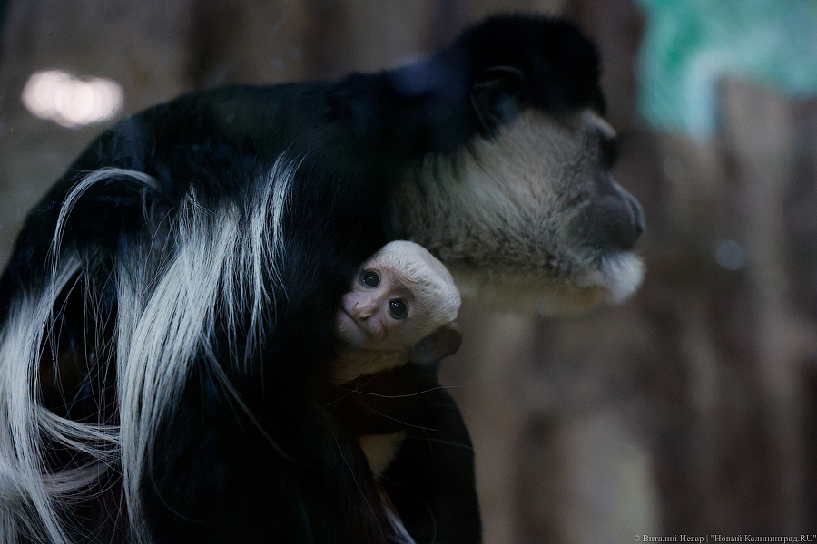 Детки Годзиллы: в Калининградском зоопарке родились колобусы (фото)