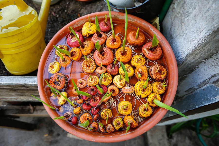 Экзотика в руинах: аварийные оранжереи Ботанического сада и их будущее