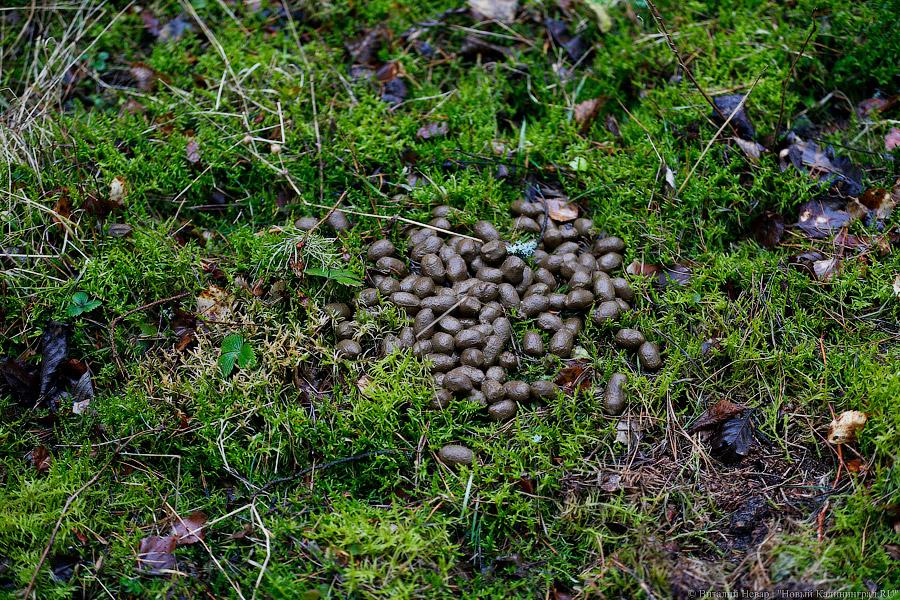 На ловца и лось бежит: как на Куршской косе зверей считали (фото)