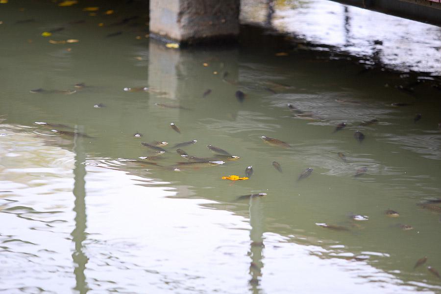 Отчего рыбе дурно: что происходит на Верхнем озере