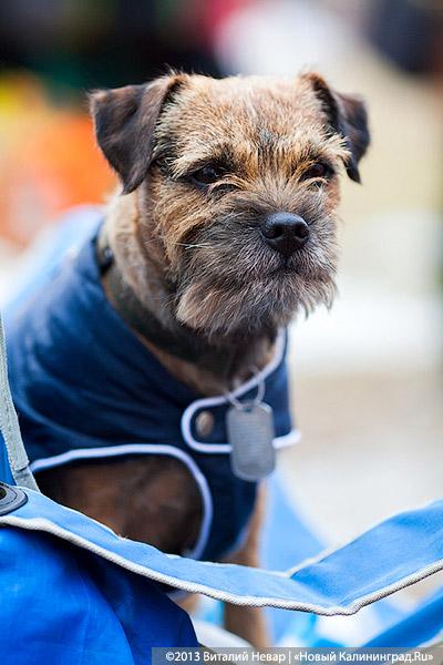 «Зубастые ловцы»: фоторепортаж с соревнований по дог-фрисби