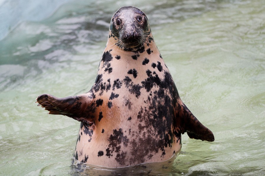 Сюрпризы для зверей: в зоопарке поздравили животных с Новым годом (фото)