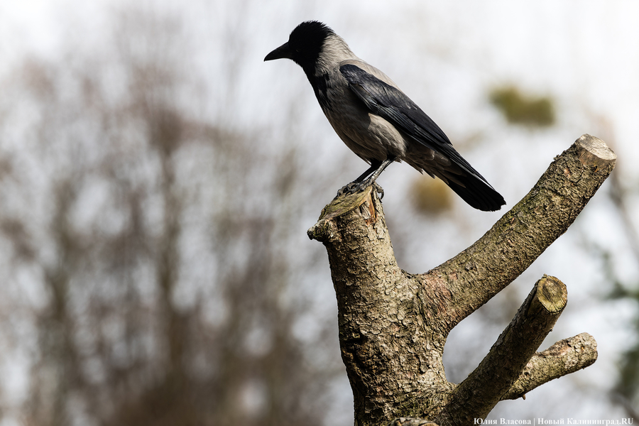 И пух, и перья: как в Калининградском зоопарке отметили День птиц (фото)