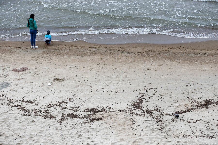 Прерванный полёт: берег Балтийского моря засыпан мертвыми майскими жуками