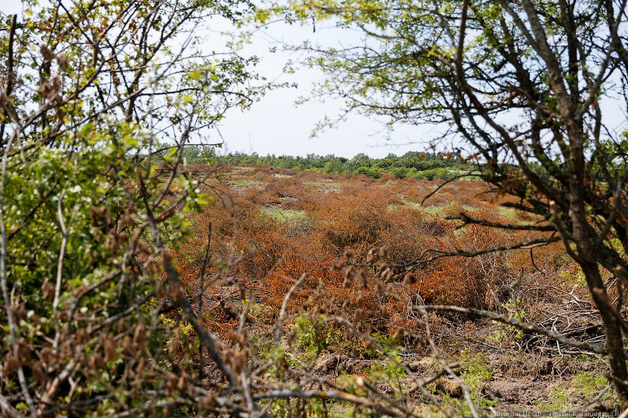 Бойня за землю: что мешает развиваться «Мираторгу» в Калининградской области