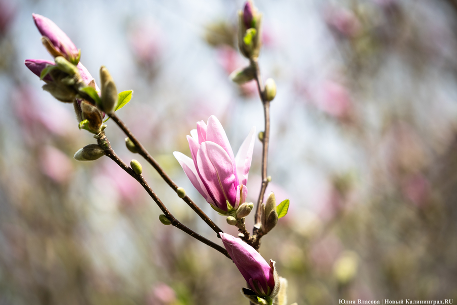 Показываем, как в Ботаническом саду цветут магнолии (фото)