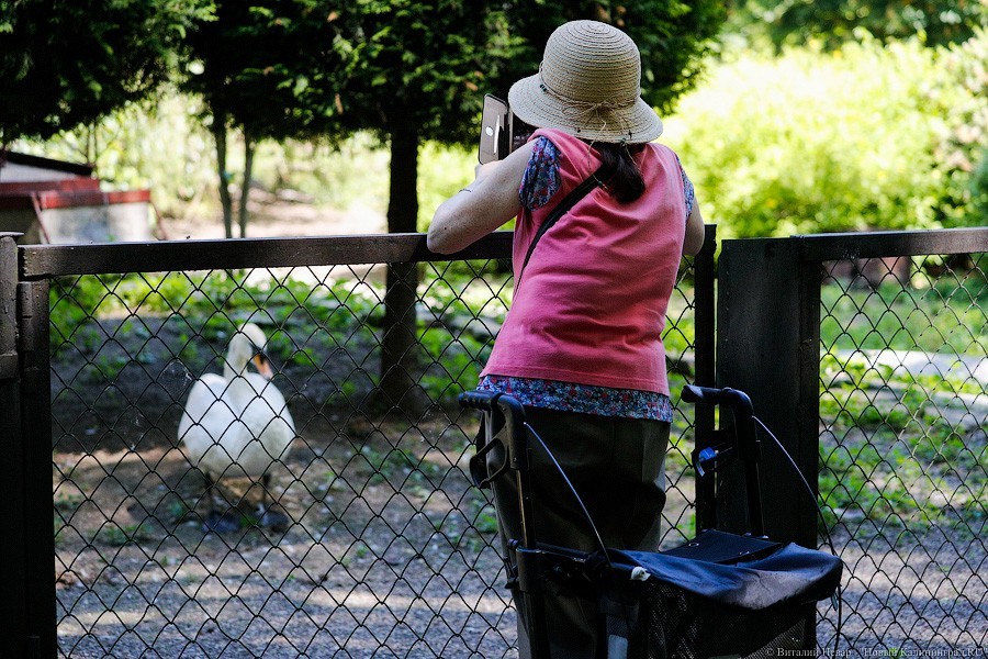 Дистанция в одного кенгуру: первый день работы Калининградского зоопарка (фото)