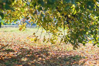 Власти Калининграда обещают к ЧМ-2018 3 новых парка, 3 сквера и 2 парковые зоны