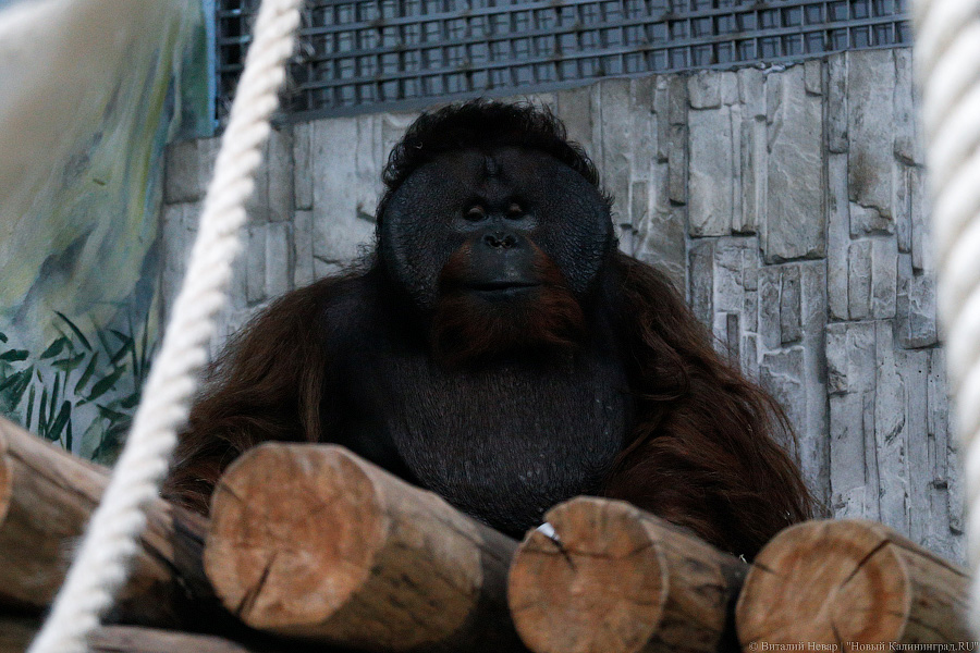 Варяг из Дании: в Калининградском зоопарке поселился орангутан Бенджамин