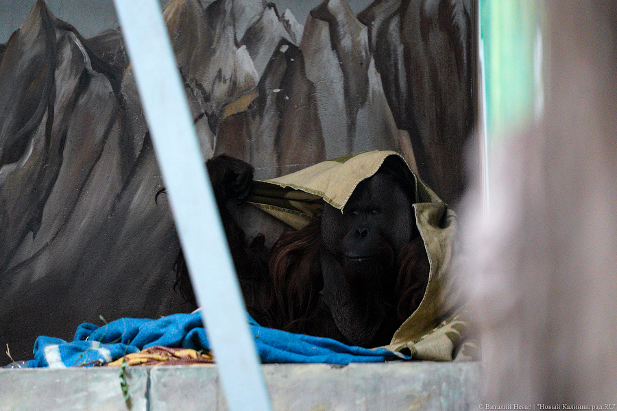 Принц Датский: как орангутан Антон обустроился в Калининградском зоопарке (фото)