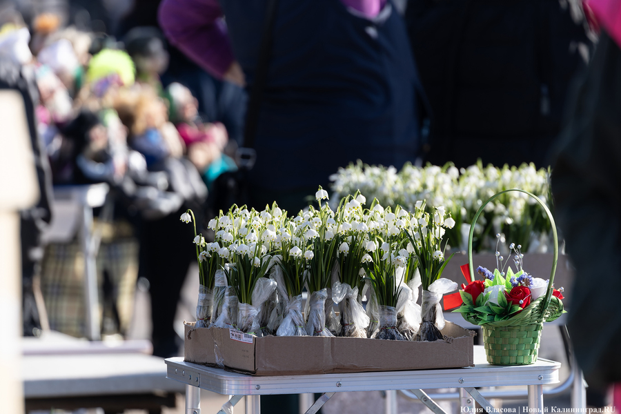 Кругом мимозы и тюльпаны: как выглядят улицы Калининграда 8 марта (фото)