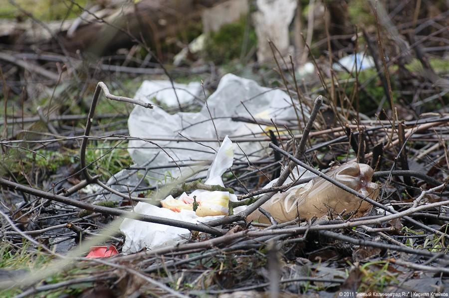 "Чистый лес: 115 на 40": фоторепортаж "Нового Калининграда.Ru" 