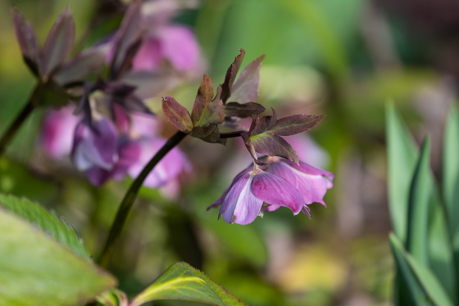Весна в городе: посмотрите, как зацвёл Ботанический сад (фото)