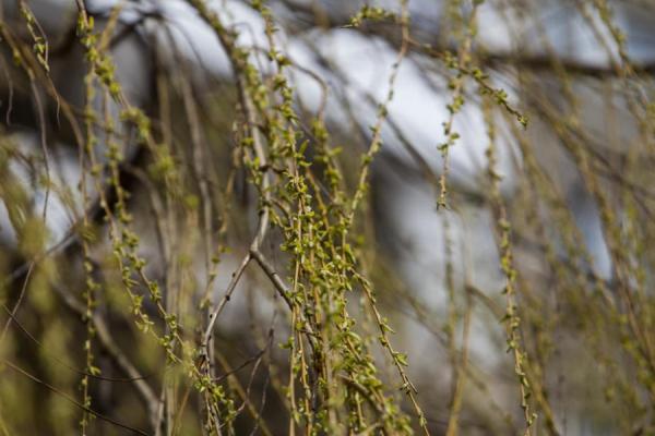 Спрятаться дома от весны...