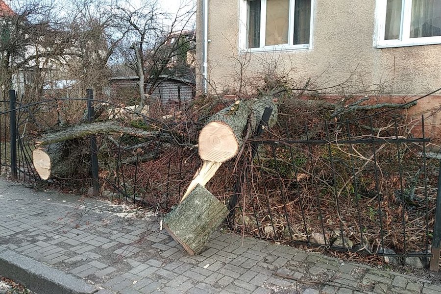 Столбы, деревья, указатели: последствия шторма в Калининграде (фото)