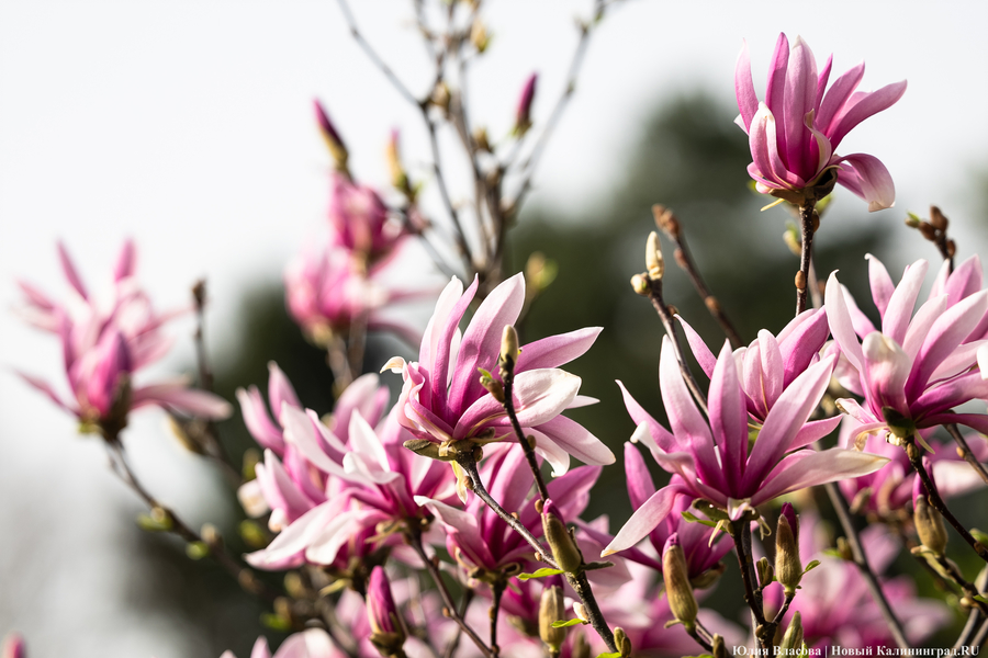 Показываем, как в Ботаническом саду цветут магнолии (фото)