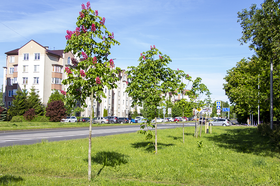 «Шикарная возможность» отдохнуть на природе: погода в Калининграде на выходные