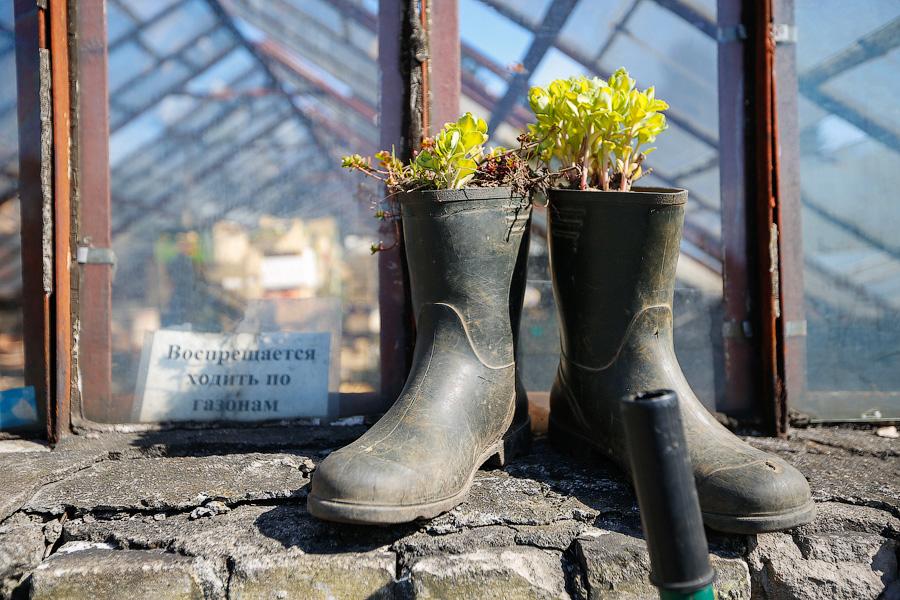 Экзотика в руинах: аварийные оранжереи Ботанического сада и их будущее