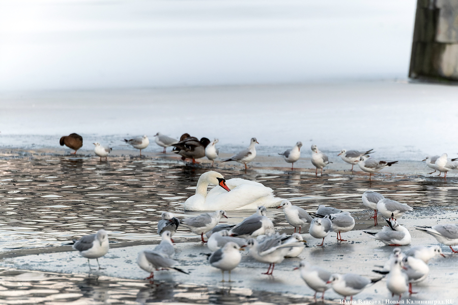 Эксперт-орнитолог: птицы гибнут не от холода, а от голода