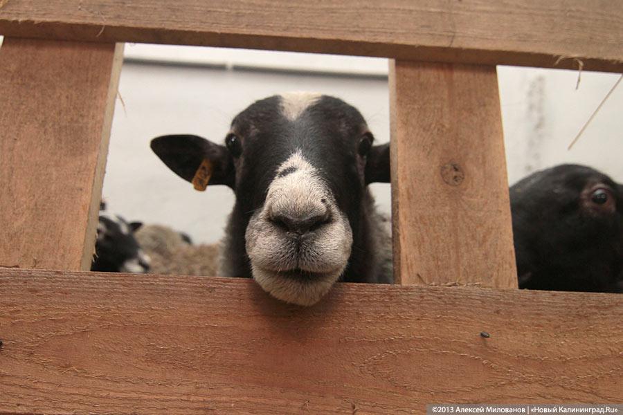 «Это же не Урюпинск!»: Николай Цуканов в Озёрске