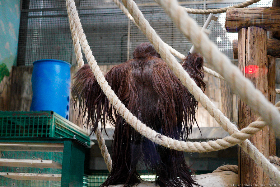Принц Датский: как орангутан Антон обустроился в Калининградском зоопарке (фото)