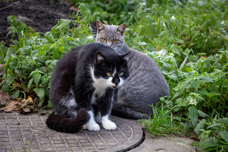 Сильный ветер и заряды осадков: прогноз погоды в Калининграде до конца недели
