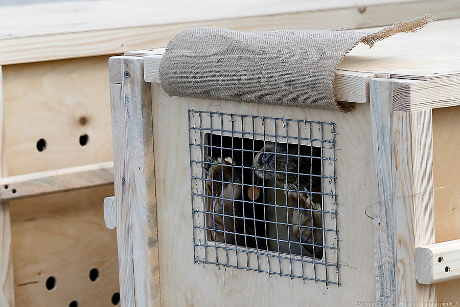 Тюлений «выпускной»: как животные из зоопарка обрели свободу на Балтике