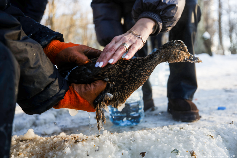 Ледяной плен: в парке Зеленоградска спасают замерзающих уток (фото)