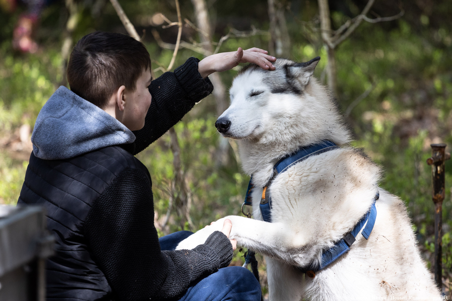 Совсем не Джек Лондон: как калининградцы с питомцами соревновались в ездовом спорте (фото)