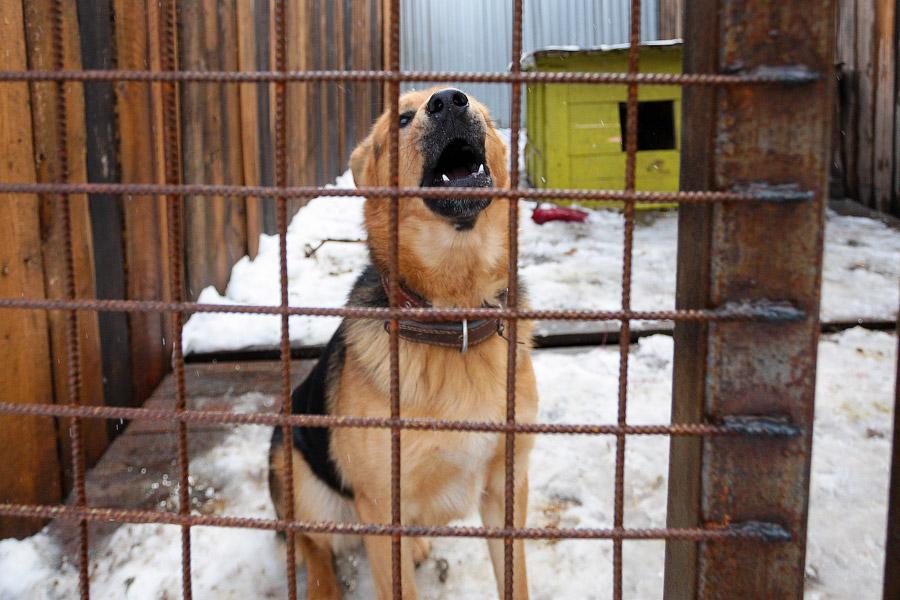 «Некуда девать»: как выглядит изнутри приют для бездомных животных