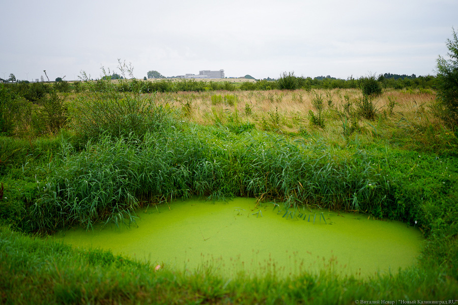 Власти занялись включением земель под новый микрорайон в границы посёлка Родники