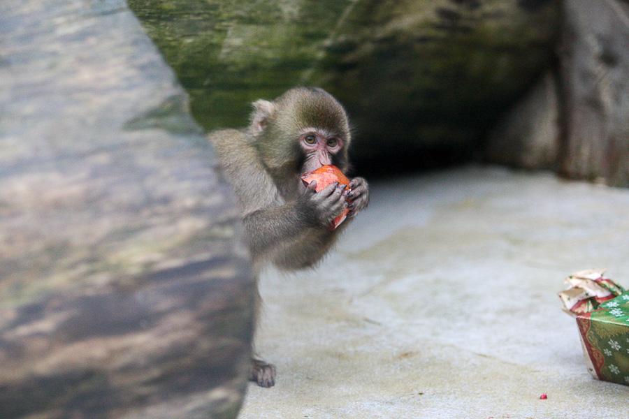 Конина к году Лошади: зоопарк раздал животным любимые лакомства