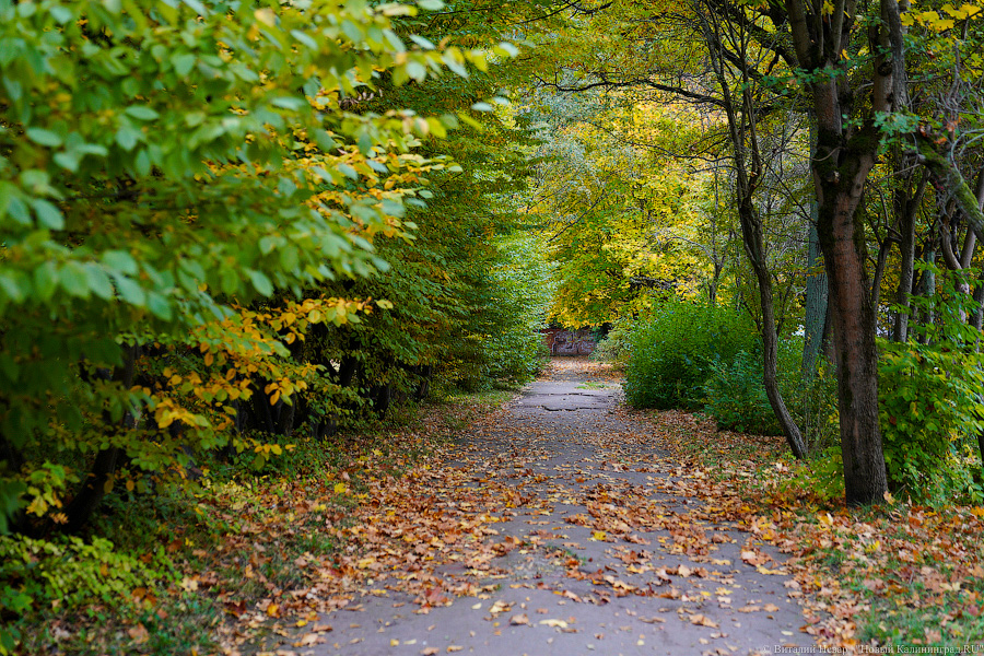 Увидеть в последний раз: осень на стадионе «Спартак», который хотят застроить (фото)