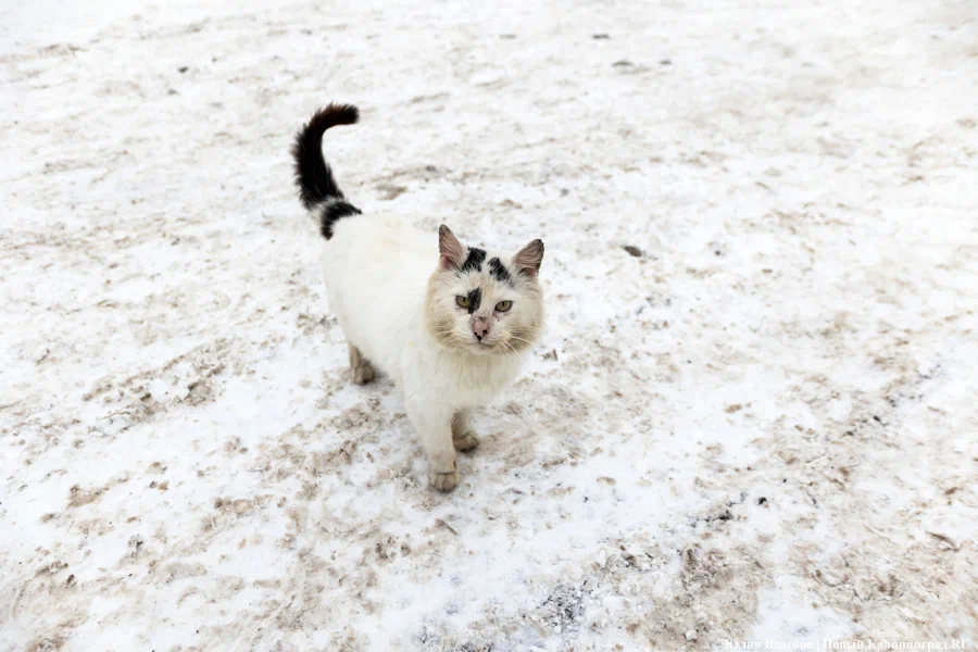 Новая волна сильных морозов: прогноз погоды в Калининграде на неделю