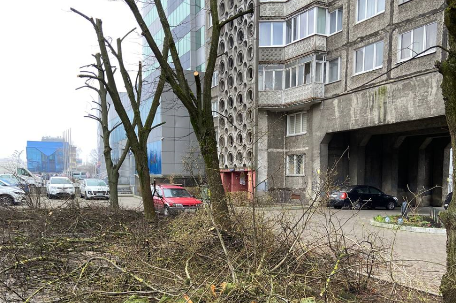 В Калининграде коммунальщики должны были вырезать сухие ветви на липах, но деревья остолбовали