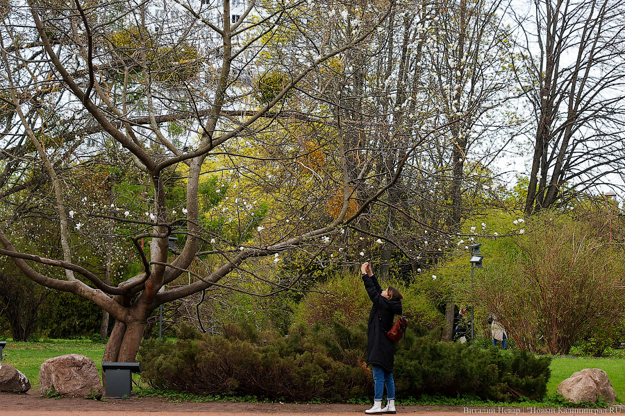 Шашлычок под медлячок: на острове Канта стартовала «Неделя еды и музыки» (фото)